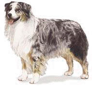 Australian Shepherd