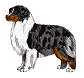 Fairview Kennels, reputable dog breeders.  Find Australian Shepherds here!