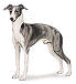 Fairview Kennels, reputable dog breeders.  Find Italian Greyhounds here!