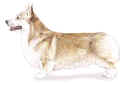 Fairview Kennels, reputable dog breeders.  Find Pembroke Welsh Corgis here!
